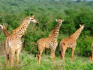 Giraffes 